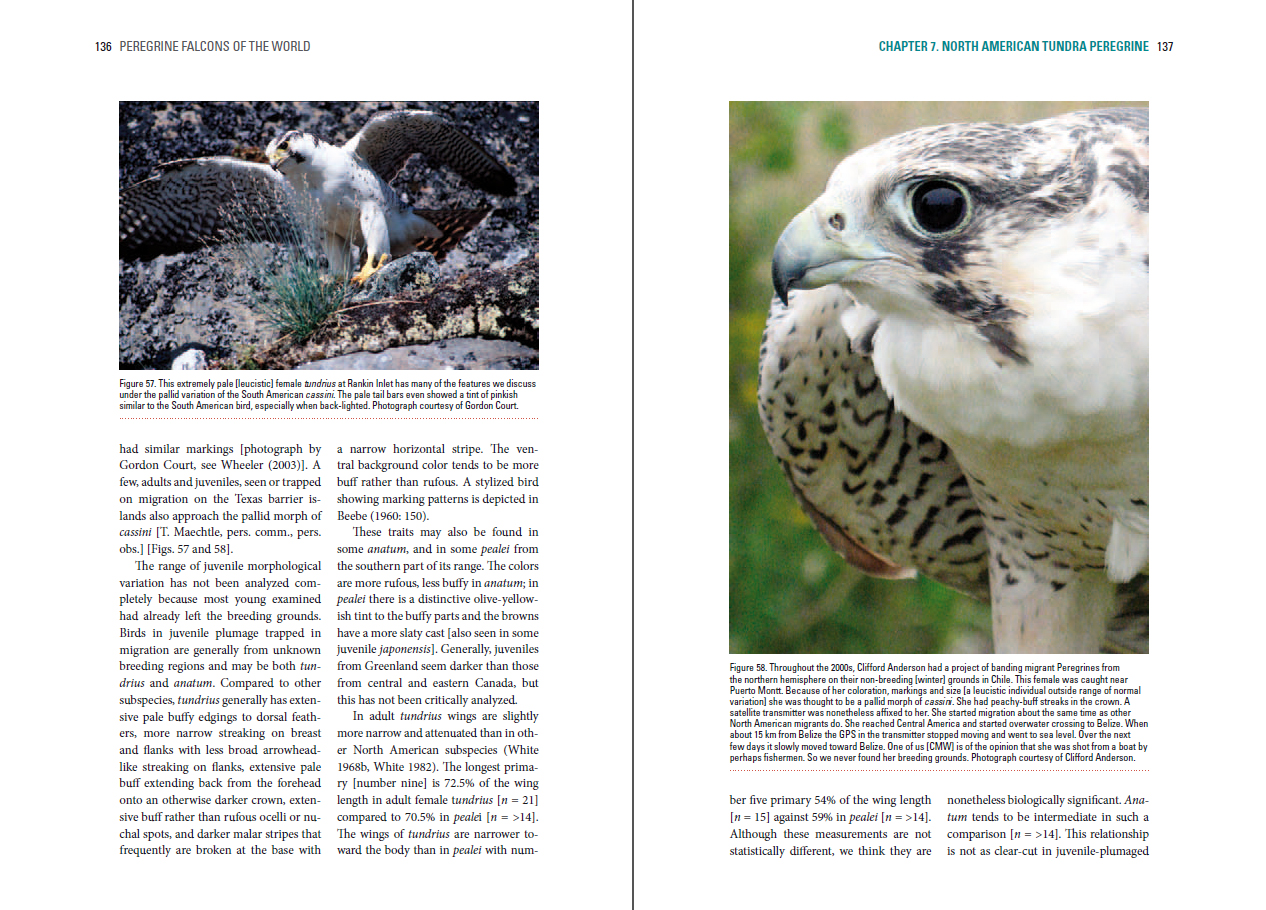 Peregrine Falcons of the World - Lynx Nature Books